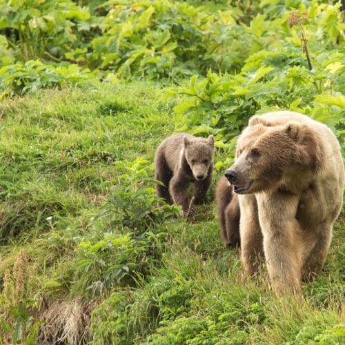 Failure to Function as a Trademark?